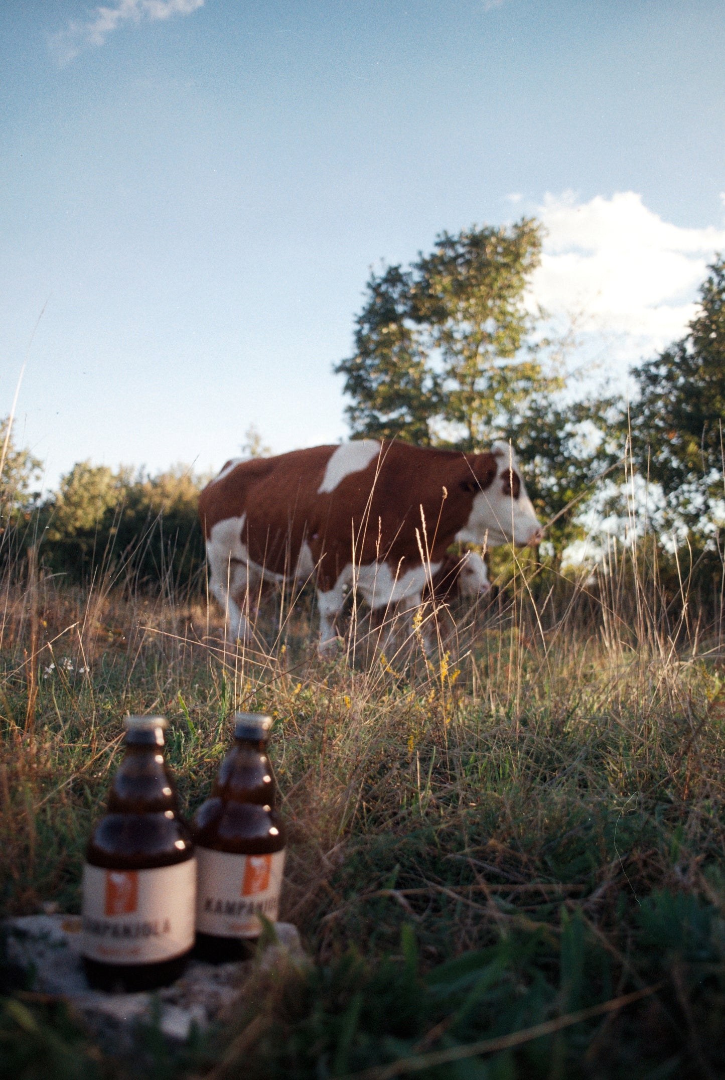 Organic Ale / Svitla
