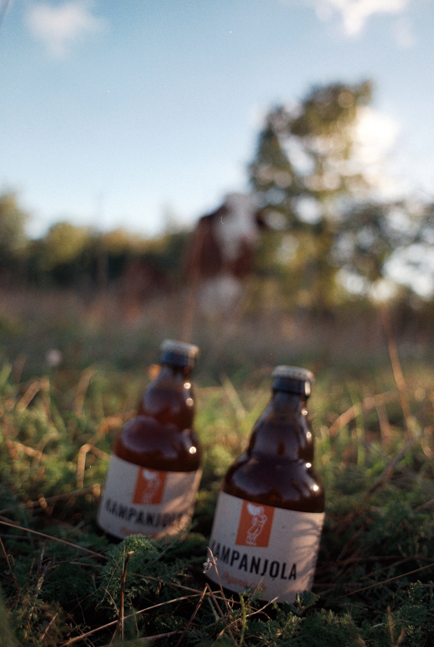 Organic Ale / Svitla