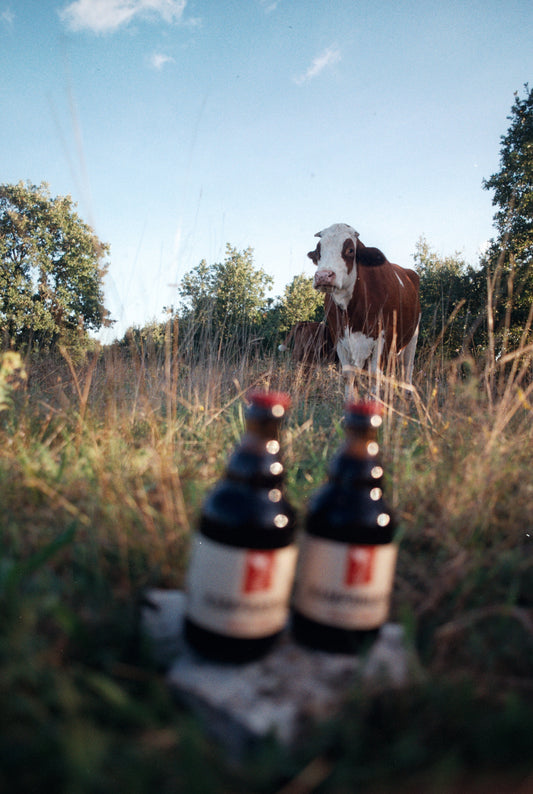 Organic Porter / Škura